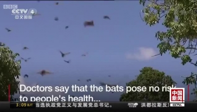 蝙蝠成災 澳大利亞小鎮不堪其擾