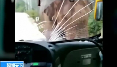 雲南動海：客車高速拋錨 野象猛撞車輛