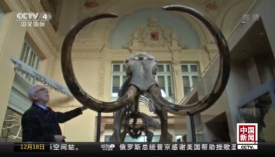 法國拍賣猛犸象遺骸 成交價54萬8千歐元