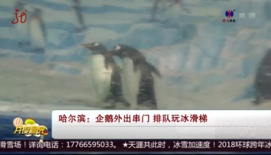 哈爾濱：企鵝外出串門 排隊玩冰滑梯