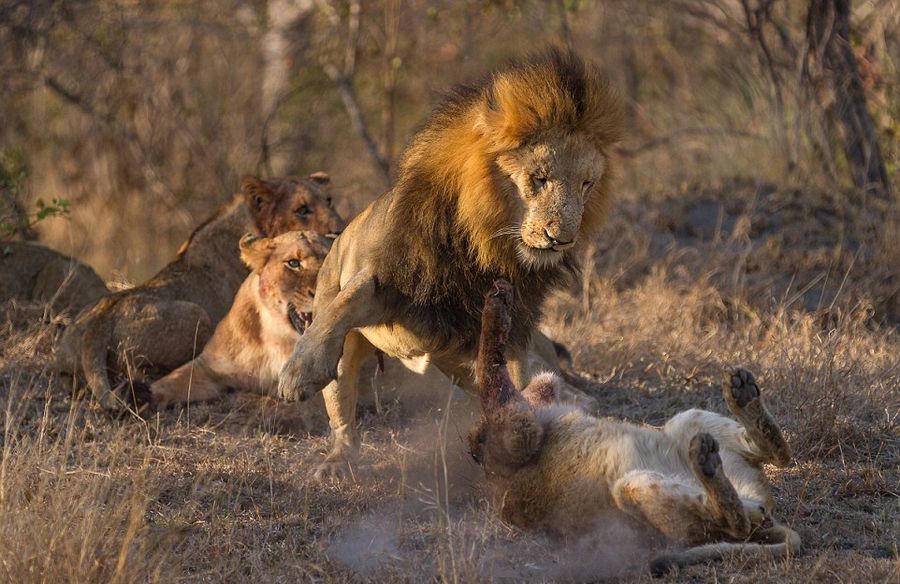 南非群獅為獵物廝殺盡顯狂野本色
