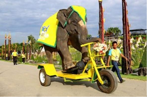 泰國大象苦練騎自行車欲展與泰國民眾密切關係