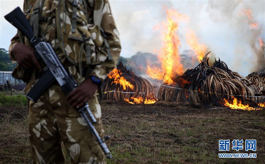 （國際）（2）肯尼亞焚燒105噸象牙和1.3噸犀牛角