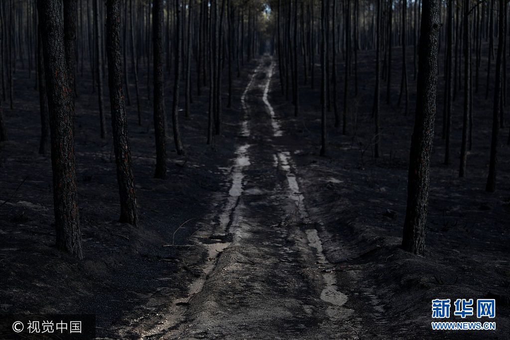 當地時間2017年10月17日，葡萄牙大馬利尼亞，當地遭山火肆虐。***_***Trees are seen after a forest fire near Marinha Grande, Portugal, October 17, 2017. Rafael Marchante