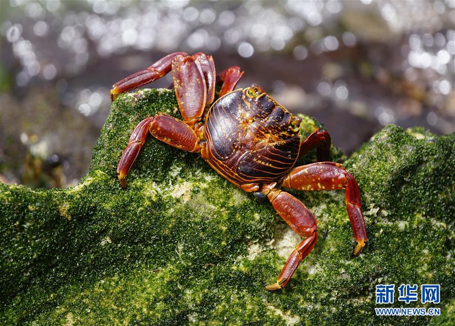 （國際·一周看天下）紅石蟹