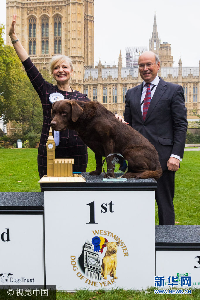 英國議員攜愛犬參加“威斯敏斯特年度狗狗”大賽 戰況激烈