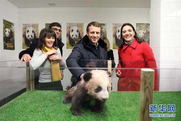 （國際）法國總統參觀大熊貓寶寶“圓夢”