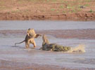 肯尼亞：三只獅子圍攻鱷魚 場面慘烈（組圖）