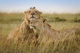 攝影師展示非洲野生動物的浪漫情懷