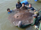 泰國捕獲全球最大淡水魚