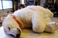 挪威警察射殺攻擊遊客北極熊