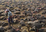 尼泊爾女神節獻祭活動 宰殺數十萬只動物