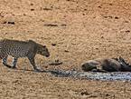 南非花豹悄然靠近捕食熟睡疣豬