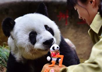 壽星大熊貓“巴斯”：我37歲啦