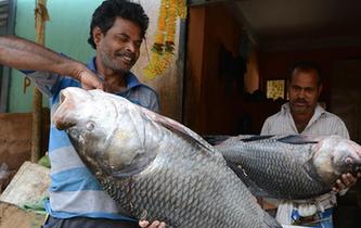 印度魚市