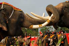 泰國慶祝大象日