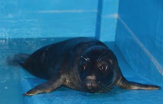 國內首只人工哺育成活灰海豹“六一”亮相
