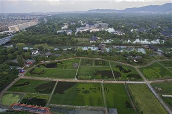 杭州：濕地旁的“動物園”稻田