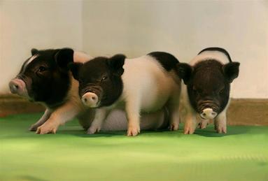 世界首批對器官移植無“毒”活豬誕生
