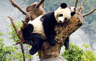 大熊貓享受秋日時光