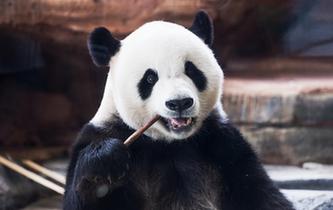萌動全球的大熊貓