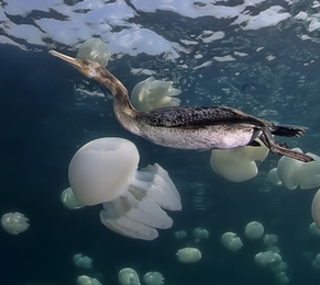 2014年水底世界攝影大賽獲獎作品