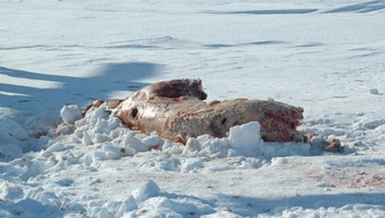 俄羅斯北極熊遭不法分子獵殺屍體被剝皮（組圖）