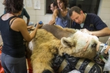以色列動物園為棕熊做脊椎手術(組圖)