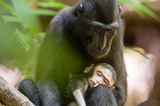 印尼悲傷猴媽媽緊抱幼崽屍體拒松手(組圖)
