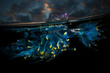 英國攝影師舍命拍攝海洋致命水母神秘光彩(高清組圖)