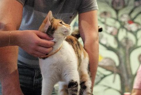 莫斯科的“貓咪與人”咖啡館【高清組圖】