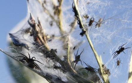 澳大利亞驚現漫天“蜘蛛雨”百萬蜘蛛從天而降