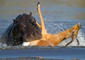 黑斑羚被獵狗追殺入河又遭河馬圍堵（高清組圖）