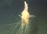 非洲海岸驚現不明深海生物 被稱“飛行的麵條怪獸”
