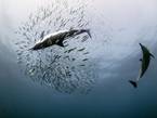 沙丁魚遷徙途中與天敵展開“海底之戰”【高清組圖】