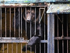 俄羅斯邊疆城市遭遇洪水 動物園動物淹死在籠中【高清組圖】
