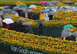 荷蘭打造向日葵迷宮 紀念梵谷逝世125周年（組圖）