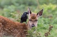 烏鴉幫小鹿掏耳朵一幕