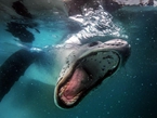 南極海豹展現搞笑天賦