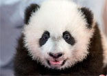 熊貓“貝貝”華盛頓國家動物園內首次與媒體見面（高清組圖）