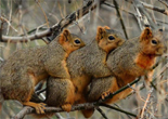 美國3只小松鼠寒冬中擁抱取暖