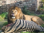 德動物園處死年邁斑馬喂食獅子因爭議【組圖】