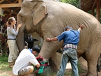 泰國殘疾大象裝上“靴子假腳” 重新站立行動自如(組圖)