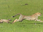 肯尼亞獵豹捕食野狗 反被獵物倒追【組圖】