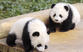 重慶動物園雙胞胎大熊貓寶寶正式與遊客見面