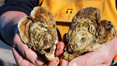 迎情人節 法國牡蠣養殖者養殖心形牡蠣銷售