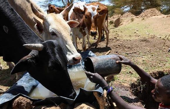 肯尼亞遭遇嚴重幹旱
