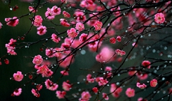 韓國釜山：春雨潤物 梅花別樣紅
