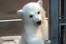 瞬間戳中萌點！日本動物園的北極熊們（圖）