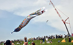 日本埼玉縣展出100米長鯉魚旗 迎接兒童節